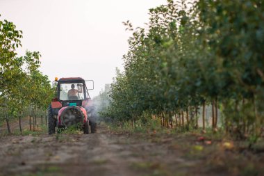 Böcek ve ölümlere karşı meyve bahçesinde ağaç püskürtme