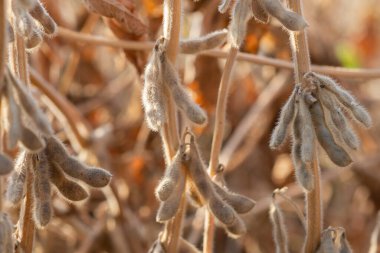 Yakından soya fasulyesi tarlasında olgunlaşmış fasulye.