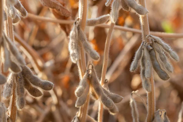 Mature soybeans on soybean plantation in close-up