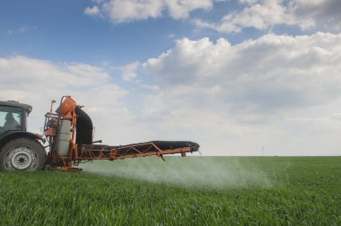 İlkbaharda tarlada buğday püskürten traktör