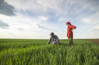 İlkbaharda ekilen buğdayı inceleyen genç çiftçiler 
