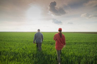 İlkbaharda ekilen buğdayı inceleyen genç çiftçiler 