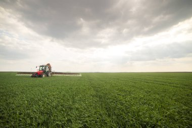 İlkbaharda tarlada buğday püskürten traktör
