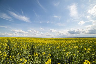 Güneş ışığı sarı kanola rengini aydınlatır. Tarım alanı. Kırsal alan