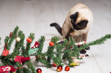 Siyam kedisi ve beyaz zeminde Noel ağacı