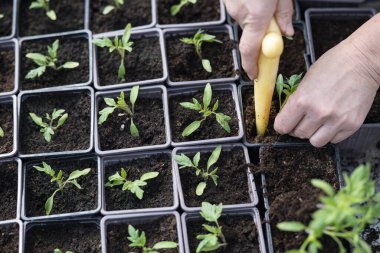 Growing and transplant tomato seedling in plastic pots with soil. Hands with young little plant  The theme of spring and agriculture