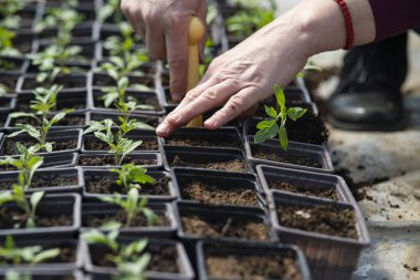 Growing and transplant tomato seedling in plastic pots with soil. Hands with young little plant  The theme of spring and agriculture