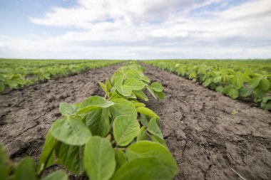 Bahar mevsiminde olgunlaşan soya fasulyesi tarlası, tarım arazisi. Soya tarlası..
