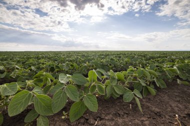 Bahar mevsiminde olgunlaşan soya fasulyesi tarlası, tarım arazisi. Soya tarlası..