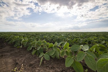 Bahar mevsiminde olgunlaşan soya fasulyesi tarlası, tarım arazisi. Soya tarlası..