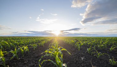 Tarlalarda genç yeşil mısır. Genç Mısır Bitkileri. Tarım