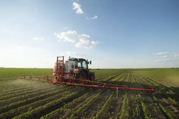 Fasulye tarlalarına böcek ilacı püskürten traktör.
