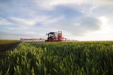 İlkbaharda tarlada buğday püskürten traktör