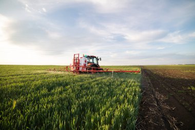 İlkbaharda tarlada buğday püskürten traktör