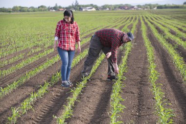 Genç çiftçiler baharda ekilen mısırları inceliyor.