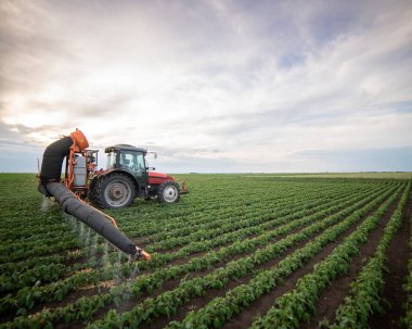 Fasulye tarlalarına böcek ilacı püskürten traktör.