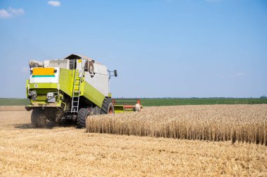 Bir çiftlikte hasatçı hasadı olgunlaşmış buğdayı birleştirin