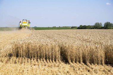 Bir çiftlikte hasatçı hasadı olgunlaşmış buğdayı birleştirin