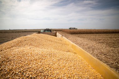 Sonbaharın başlarında mısır tarlasını hasat etmek. Hasattan sonra mısır dolu bir karavan..  
