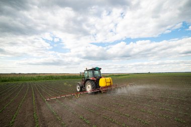 Fasulye tarlalarına böcek ilacı püskürten traktör.