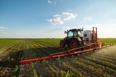 Fasulye tarlalarına böcek ilacı püskürten traktör.