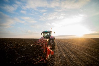 Traktör tarlada çalışıyor, hasattan sonra toprağı sonbaharda hazırlıyor. Tarıma elverişli toprakların yetiştirilmesi.