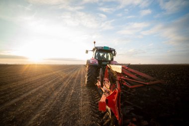Traktör tarlada çalışıyor, hasattan sonra toprağı sonbaharda hazırlıyor. Tarıma elverişli toprakların yetiştirilmesi.