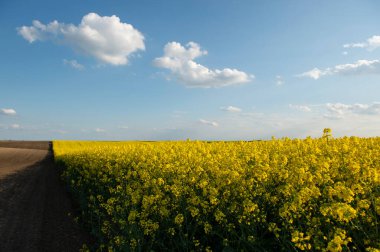 Sarı kolza tarlası. Güneş ışığı sarı kanola rengini aydınlatır. Tarım alanı. Kırsal alan