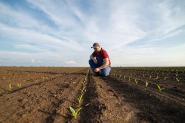 Genç bir çiftçi baharda ekilen mısırları inceliyor.