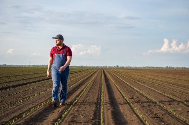 A young farmer examines planted young corn in the spring