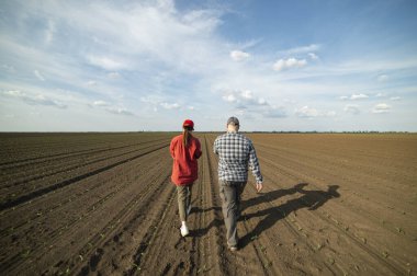 Genç çiftçiler baharda ekilen mısırları inceliyor.
