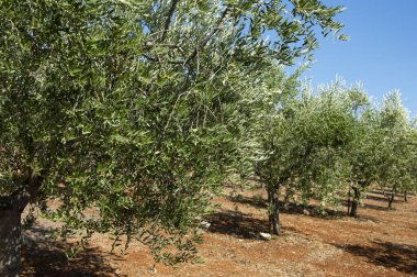 Istrian Yarımadası, Hırvatistan. Geleneksel zeytin çiftliği.