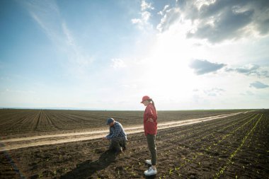 Genç çiftçiler baharda ekilen mısırları inceliyor.