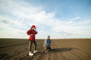 Genç çiftçiler baharda ekilen mısırları inceliyor.