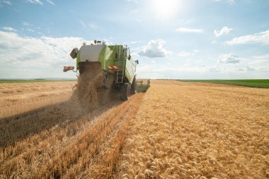 Combine harvester harvest ripe wheat on a farm clipart