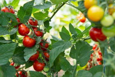 Serada yetişen güzel kırmızı kiraz domatesleri.