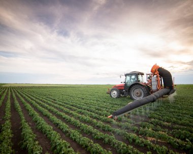 Fasulye tarlalarına böcek ilacı püskürten traktör.