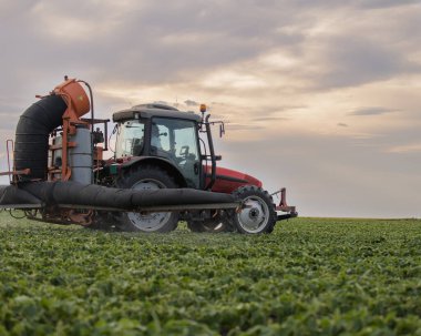 Fasulye tarlalarına böcek ilacı püskürten traktör.