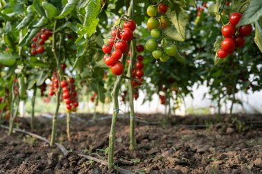 Serada yetişen güzel kırmızı kiraz domatesleri.