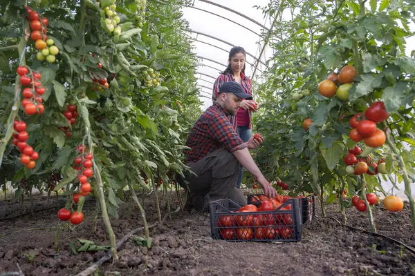 Serada genç bir kadın ve adam kırmızı domates topluyor.