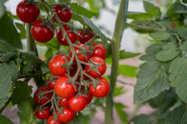 Serada yetişen güzel kırmızı kiraz domatesleri.