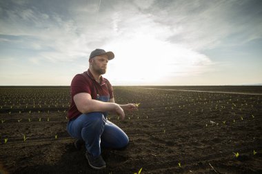 Genç bir çiftçi baharda ekilen mısırları inceliyor.