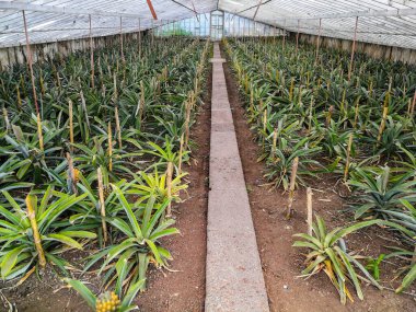 Azores 'te ananas yetiştirme serası