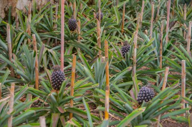 Azores 'te ananas yetiştirme serası