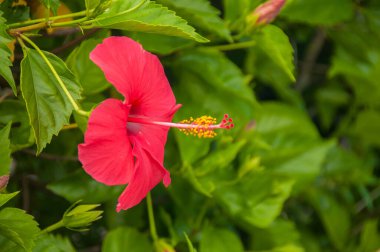 Güzel kırmızı hibiscus Bahçe