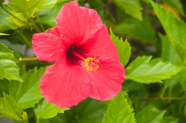 Güzel kırmızı hibiscus Bahçe