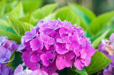 Ortancalar Azores Adaları 'nın tipik çiçekleridir.