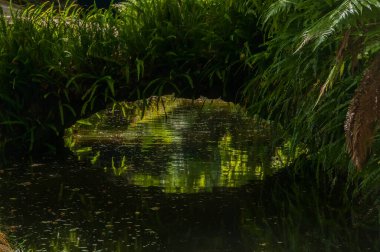 Azores 'deki Terra Nostra Parkı büyük bir botanik bahçesidir. Çok çeşitli bitki ve ağaçlar, göller, dereler ve volkanik kaynaklı bir havuz vardır..