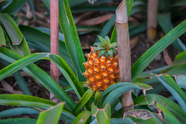 Azores 'te ananas yetiştirme serası