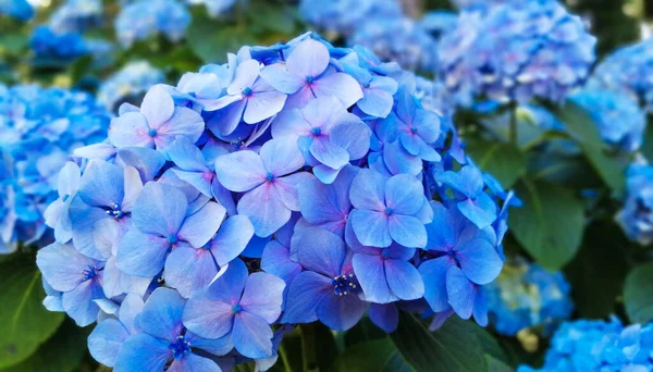 Hortensior Typiska Blommorna Azorerna — Stockfoto